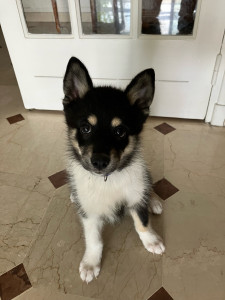 Photo de galerie - Mon petit chien 