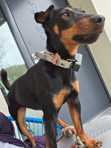 Photo de galerie - Une adorable petite fugueuse en sécurité grâce aux dispositions prises (collier GPS) sous conseils de ses maîtres