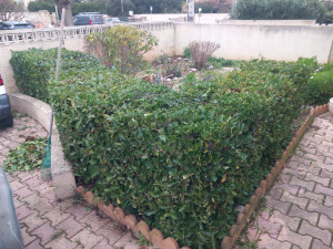 Photo de galerie - Tailles et ramassage 