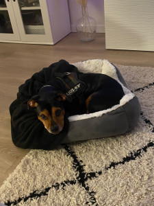 Photo de galerie -  Aiko mon petit chien d'amour 