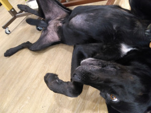 Photo de galerie - Séance jeux avec Tikou