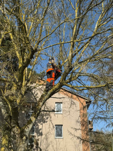 Photo de galerie - élagage 