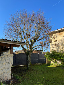 Photo de galerie - Elagage et coupe d'arbres