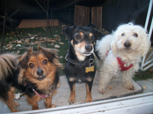 Photo de galerie - Garde chien