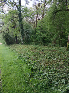 Photo de galerie - Débroussaillage 