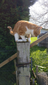 Photo de galerie - Mon petit chat