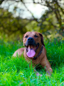 Photo de galerie - Garde chien 