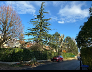 Photo de galerie - Elagage et coupe d'arbres