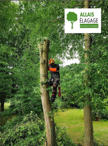 Photo de galerie - Elagage et coupe d'arbres