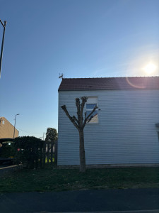 Photo de galerie - Photo réalisée après la taille d’arbres intégrale 