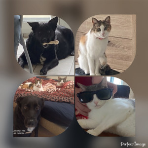 Photo de galerie - J’aime les animaux comme les enfants 