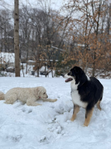 Photo de galerie - Praline dans la neige 