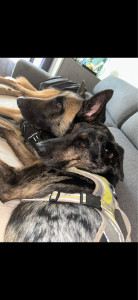 Photo de galerie - Garde animaux