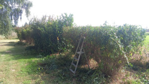 Photo de galerie - Avant la taille 