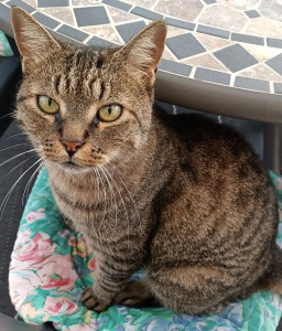 Photo de galerie - Garde chat