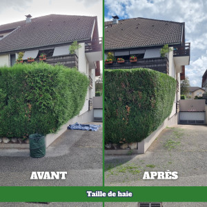Photo de galerie - Taille de haie