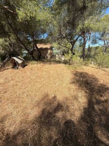 Photo de galerie - Tonte de pelouse - Débroussaillage