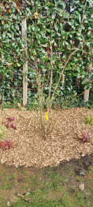 Photo de galerie - Paysagiste - Aménagement du jardin