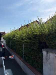 Photo de galerie - Taille de haies et d'arbustes