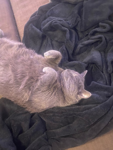 Photo de galerie - Je peux également garder vos chat, en ayant une à la maison je suis familière avec les chats de tout âge ! 