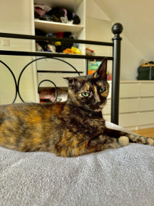 Photo de galerie - Garde chat