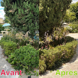 Photo de galerie - Taille de haies et d'arbustes