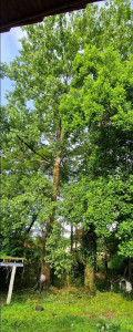 Photo de galerie - Elagage et coupe d'arbres