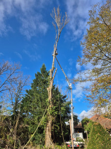 Photo de galerie - Abattage d’un peuplier de 36m de haut.