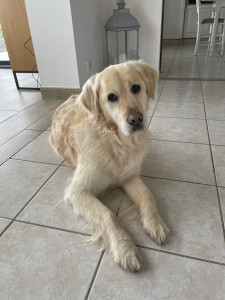 Photo de galerie - Passage au domicile pour s’occuper, nourrir et promener des chiens 