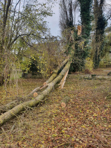 Photo de galerie - Abattage d'arbres dangereux 