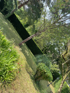 Photo de galerie - Taille de haie 