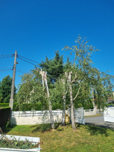 Photo de galerie - Elagage et coupe d'arbres