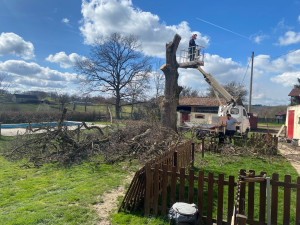 Photo de galerie - Démontage d’un chêne 
