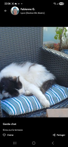 Photo de galerie - Garde chat