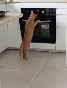 Photo de galerie - Pollo le cuisto