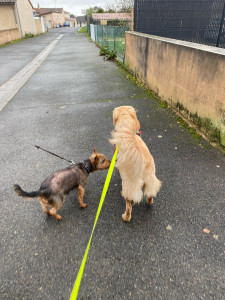 Photo de galerie - La garde ces deux chiens adorent se promener.