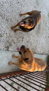 Photo de galerie - Garde chien