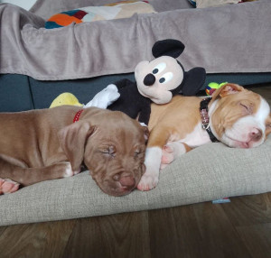 Photo de galerie - Mercedes à 2 mois, quand on l'a accueillit.