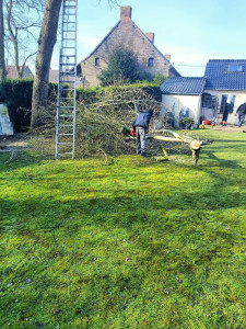 Photo de galerie - élagage d'un arbre ?