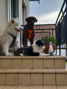 Photo de galerie - Garde chien