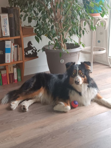 Photo de galerie - Garde chien