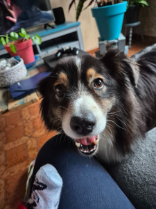 Photo de galerie - Garde de Noska à mon domicile