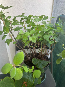 Photo de galerie - Rempotage mûrier 