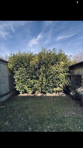 Photo de galerie - Taille de haies et d'arbustes