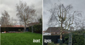 Photo de galerie - élaguer des arbres couper les arbres