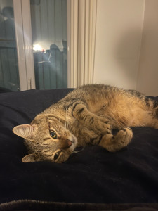 Photo de galerie - Garde de chat 