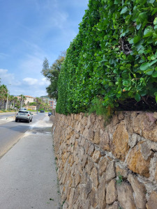 Photo de galerie - Taille de haie 