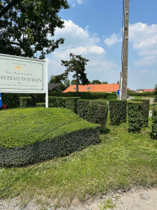 Photo de galerie - Taille de lonicera 