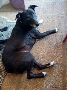 Photo de galerie - La douce Chouquette a apprécié son séjour ! 