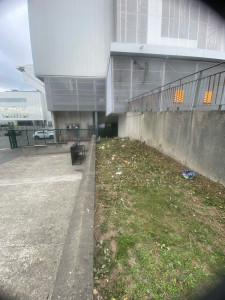 Photo de galerie - Taille de haies et d'arbustes